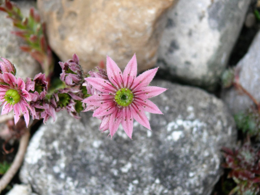 Traumatherapie Gepa Goeschel in Hamburg